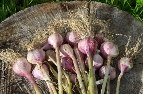 Fresh garlic harvest on a wooden stump