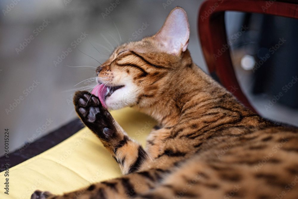 Naklejka premium Bengal cat licking himself