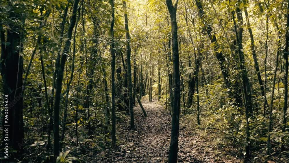 Cinematic hiker point of view walking inside a summer green amazon tropical forest in Brazil Cinematic hiker point of view walking inside a summer green amazon tropical forest in Brazil