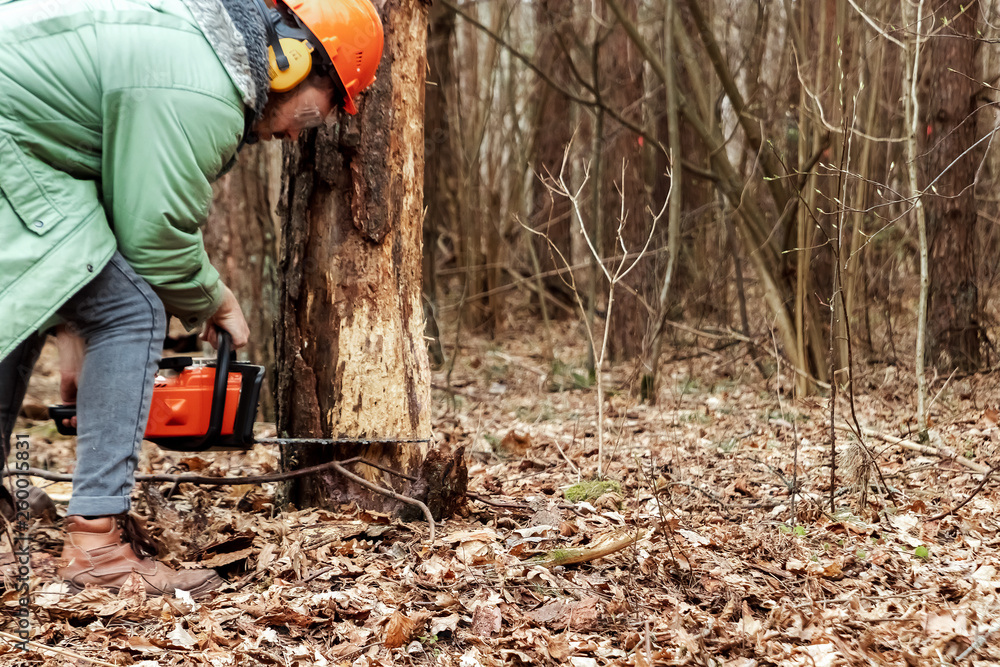 Logging, Worker in a protective suit with a chainsaw sawing wood. Cutting down trees, forest destruction. The concept of industrial destruction of trees, causing harm to the environment. Logging, Worker in a protective suit with a chainsaw sawing wood. Cutting down trees, forest destruction. The concept of industrial destruction of trees, causing harm to the environment.