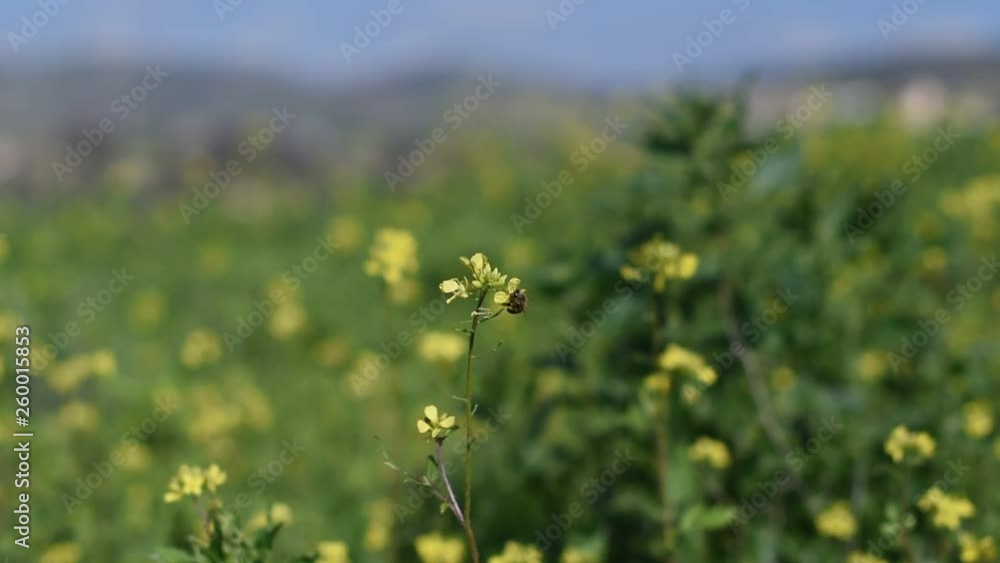 Beautiful nature in Cyprus Beautiful nature in Cyprus