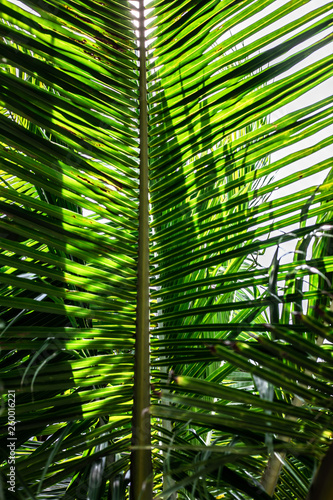 Close up palm branch