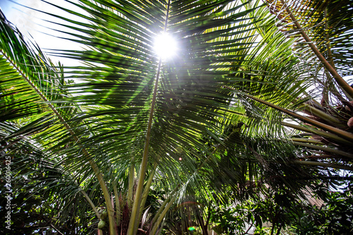 Close up palm branch