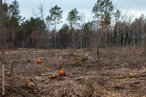 Cutting down trees, forest destruction. Glade stumps in the forest. The concept of industrial destruction of trees, causing harm to the environment. © Aliaksandr Marko