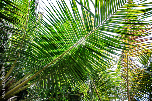 Fototapeta Naklejka Na Ścianę i Meble -  Close up palm branch