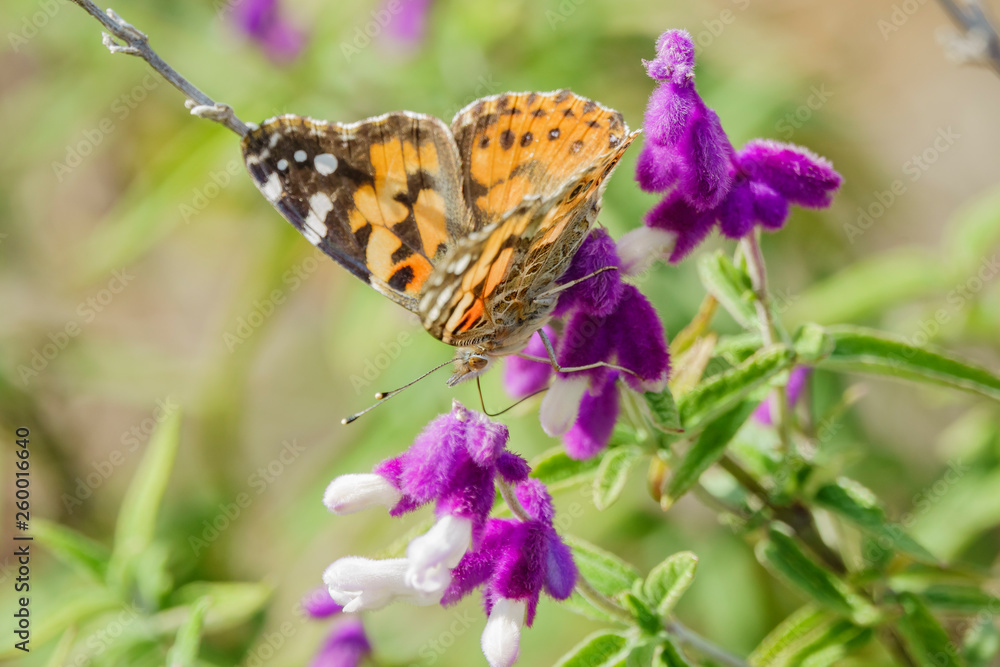 Obraz premium Painted lady eating in the purple Salvia leucantha