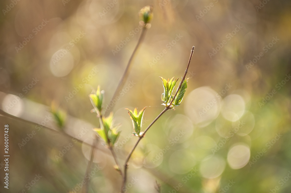 Fototapeta premium Aufblühende Blattknospen im gegenlicht mit Bokeh im Hintergrund