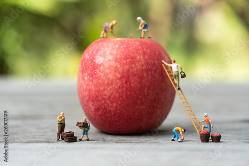 Miniature people, farmer climbing on the ladder for collecting red apples from big apple.