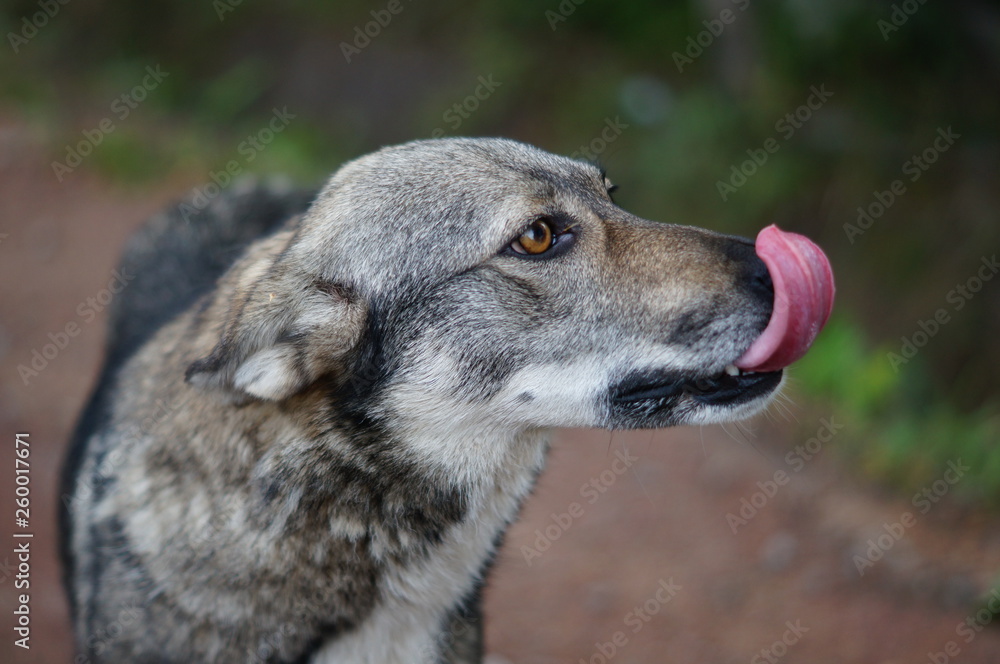 portrait of dog portrait of dog