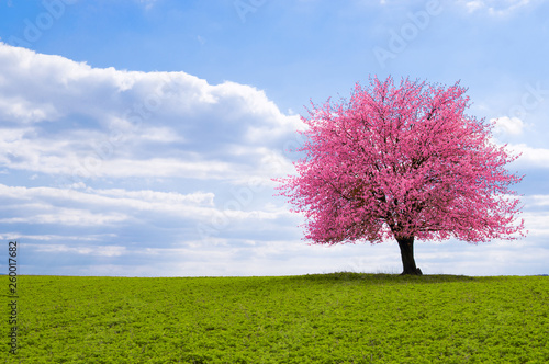 A blossoming cherry tree sakura on a horizon. Flowering tree of Japanese cherry sakura on green meadow. An old tree with a distinctive stem with pink flowers during the spring. photo