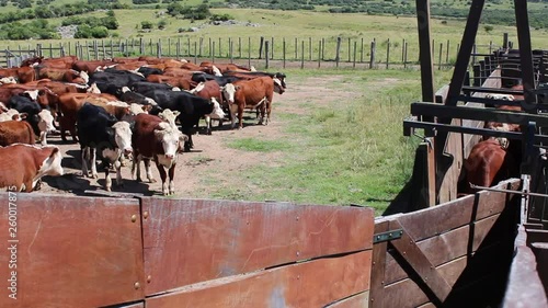 Rural beef farm in urguay, cows lineup for Inspection. photo