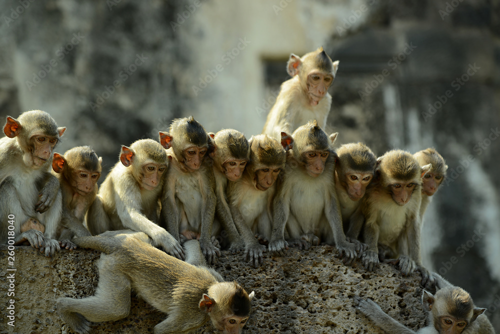 Obraz premium Affentempel und Affen in Lopburi, Thailand