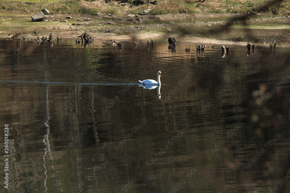 ducks on the lake ducks on the lake