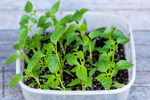 Young green sprouts of plants of pepper and tomato for a house kitchen garden