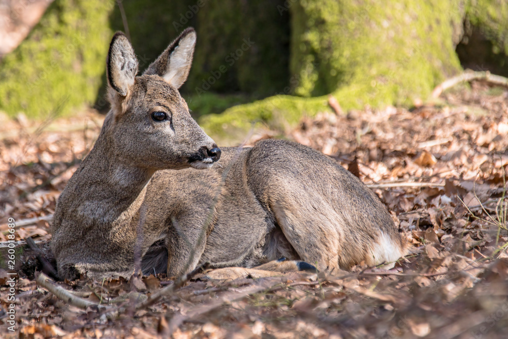 roe deer at field in the wild nature roe deer at field in the wild nature