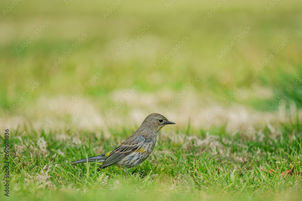 Northern Mockingbird jumping on the floor Northern Mockingbird jumping on the floor
