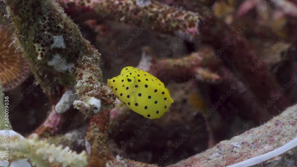 Yellow Boxfish swim at Koh Tao
Filmed with
- Sony AX700-4K
-Gates Underwater Housing Yellow Boxfish swim at Koh Tao
Filmed with
- Sony AX700-4K
-Gates Underwater Housing