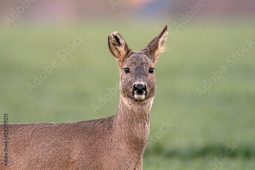 Fototapeta Naklejka Na Ścianę i Meble -  roe deer at field in the wild nature