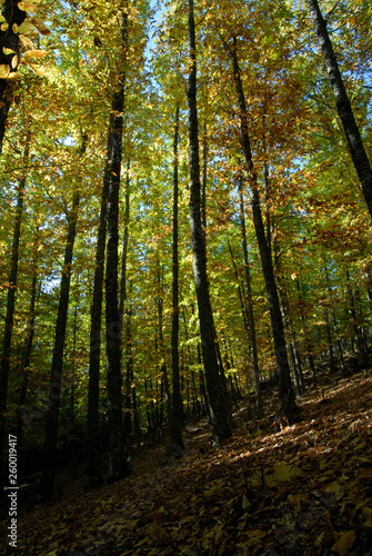 Casta  ar Del Tiemblo in Autumn. Avila. Spain