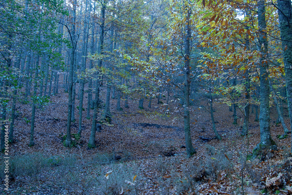 Obraz premium Castañar Del Tiemblo in Autumn. Avila. Spain