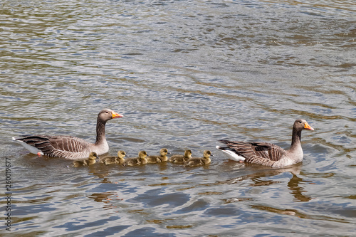 Goose family swimming. Two Greylag geese swimming with their family of six goslings.