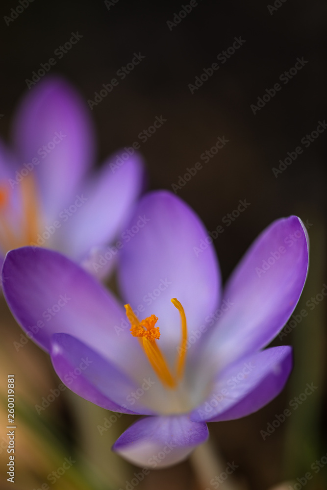 stamen of a violet crocus stamen of a violet crocus