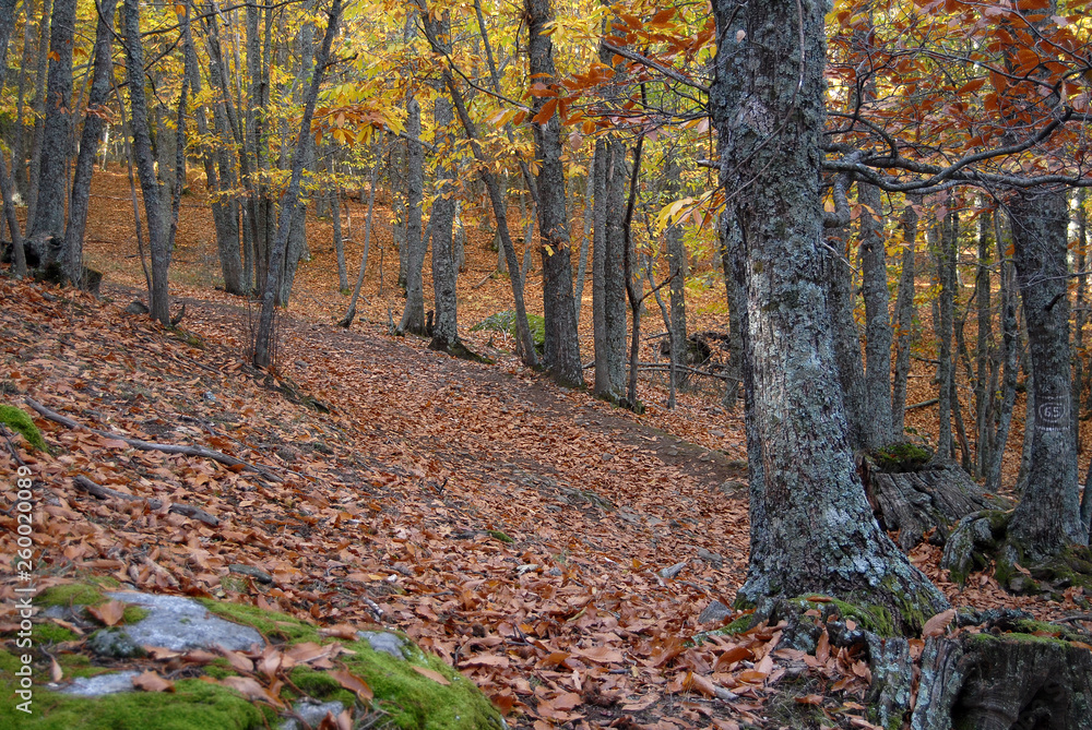 Castañar Del Tiemblo in Autumn. Avila. Spain Castañar Del Tiemblo in Autumn. Avila. Spain