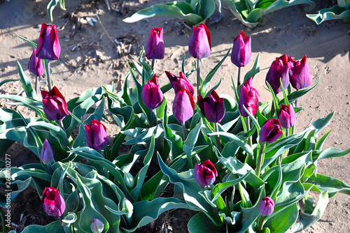 fields of spring tulips in Provence, France