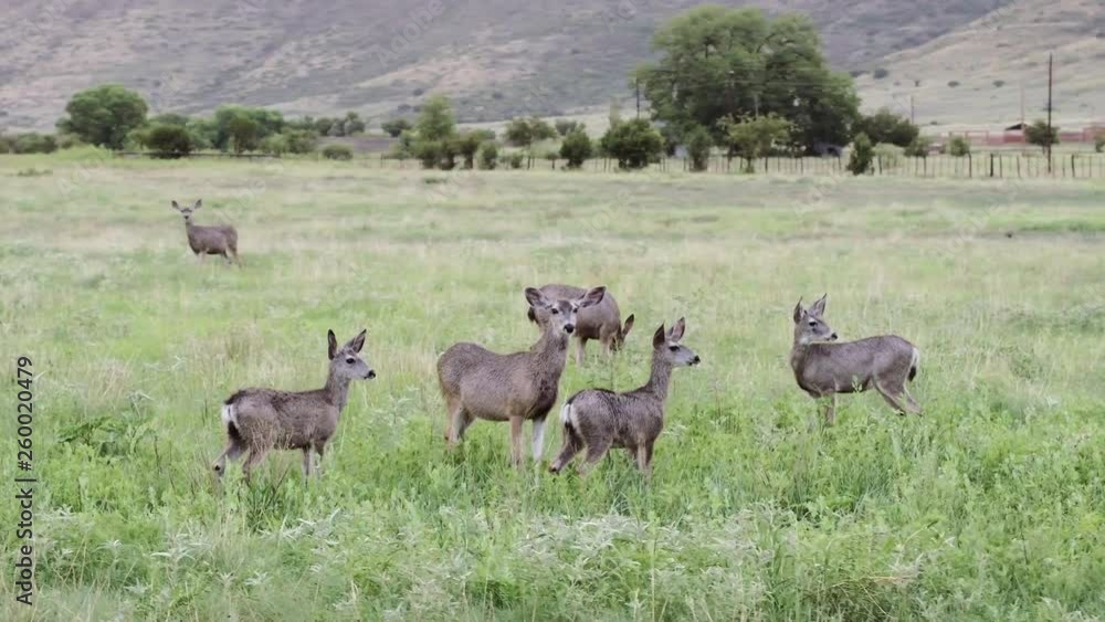 A herd of Mule Deer stand watching with ears pricked, on a ranch in Texas, 29 fps. A herd of Mule Deer stand watching with ears pricked, on a ranch in Texas, 29 fps.