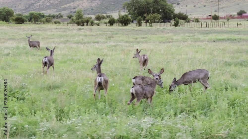 Panning shot overlooking a family of Mule Deer as they graze on grass on a property in Texas, 29 fps. Panning shot overlooking a family of Mule Deer as they graze on grass on a property in Texas, 29 fps.