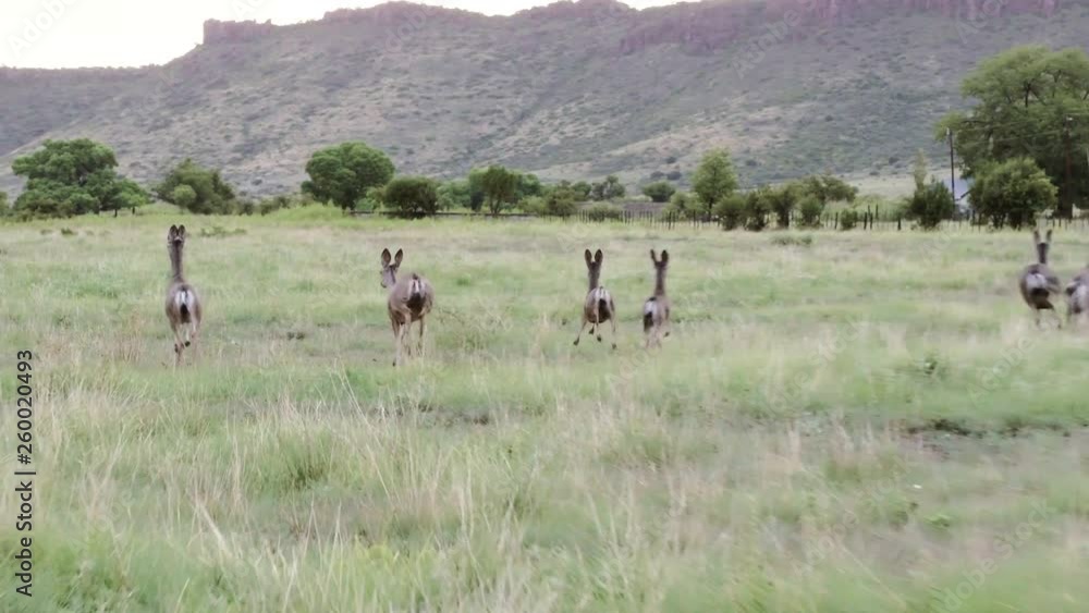 A herd of scared Mule Deer gallop away to safety on a ranch in West Texas, 29 fps. A herd of scared Mule Deer gallop away to safety on a ranch in West Texas, 29 fps.