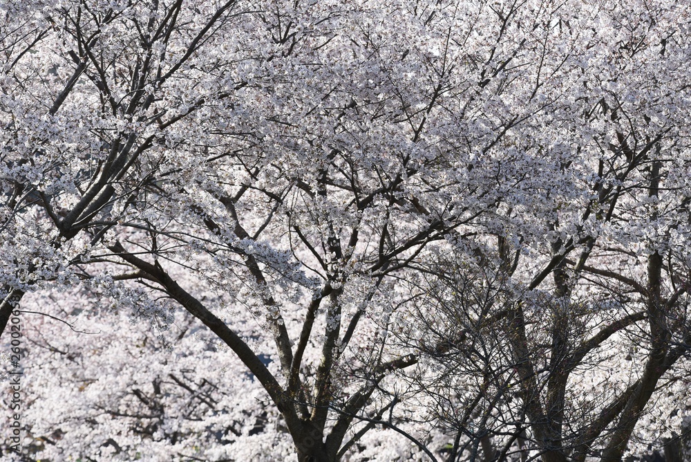 Cherry blossoms in full bloom in a natural park. Cherry blossoms in full bloom in a natural park.