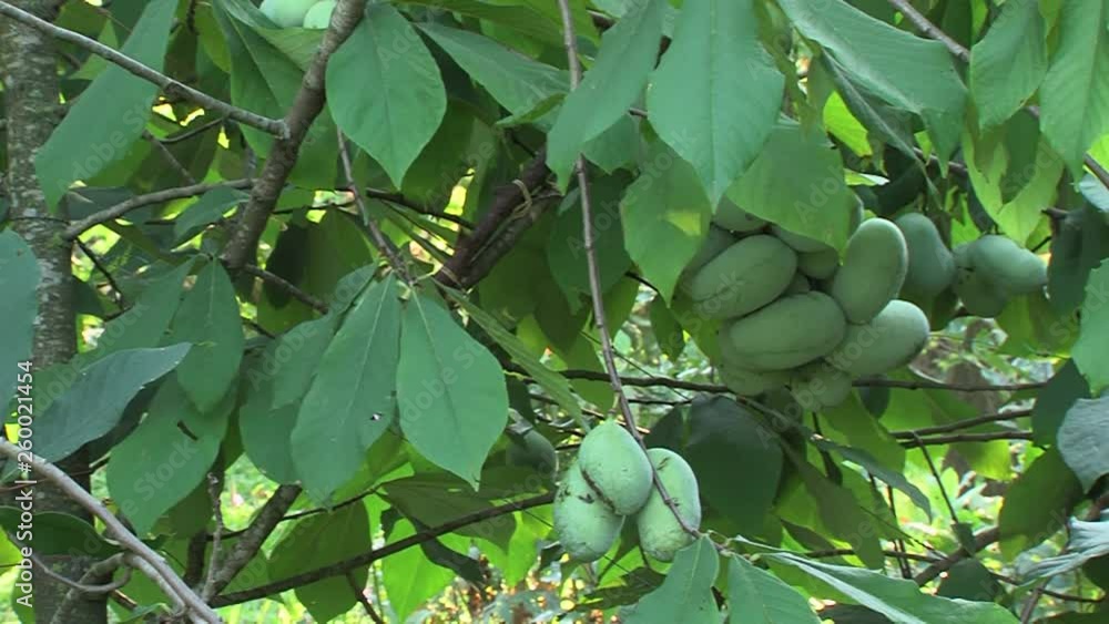 Right pan of Asimina triloba tree with green leaves and paw paw fruits ...