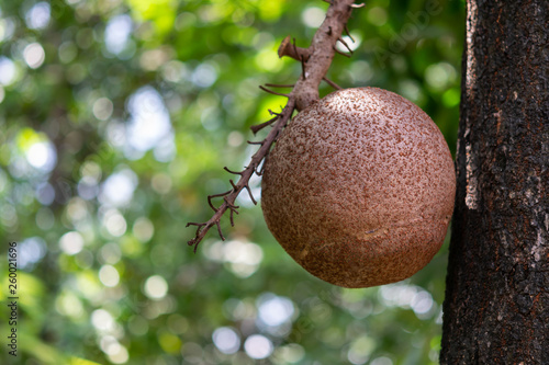 Cannonball fruit or Couroupita guianensis