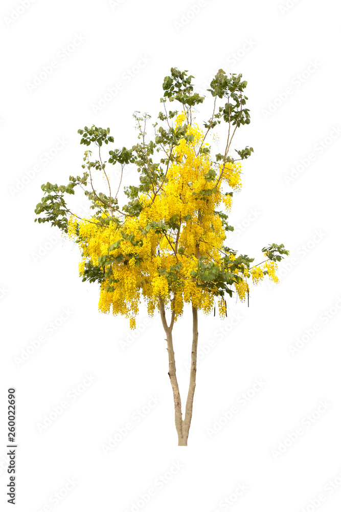 Cassia fistula tree isolated on white background. Cassia fistula tree isolated on white background.