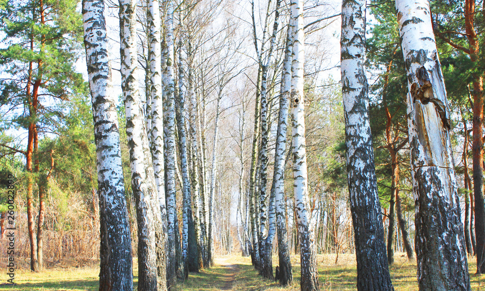 Birch trees with black and white birch bark as natural birch background with birch texture Birch trees with black and white birch bark as natural birch background with birch texture