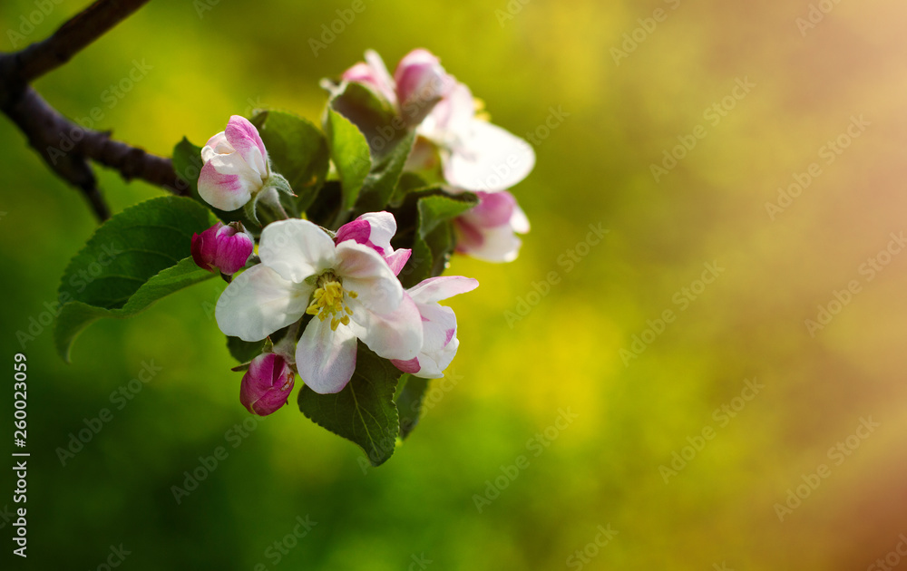 Obraz premium Apple blossom green background on colorful background. Colorful background. Natural landscape. Cherry isolated. Beautiful landscape. Bright summer color. Garden flower. Spring season.