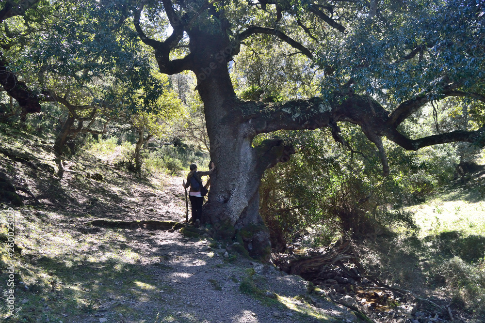 Fototapeta premium Il bosco di Tuviois