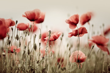 Papier peint photo Coquelicots Songe poétique aux coquelicots rouges  © Nailia Schwarz