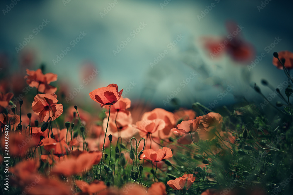 Obraz premium Poppy Meadow
