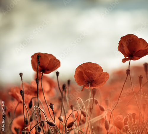 Poppy Meadow