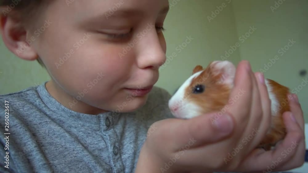 CloseCloseup portrait of cute happy white child holding small baby guinea pig inup portrait of cute happy white child holding small baby guinea pig in hands at home. Slow motion full hd video footage.