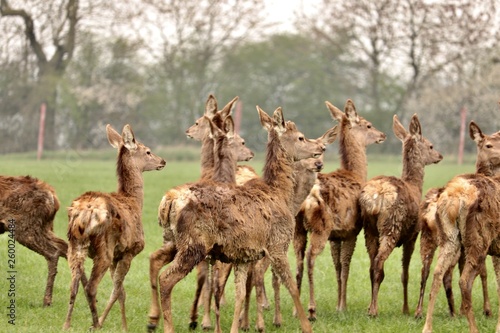 herd of young reindeer in a field coats falling off due to age