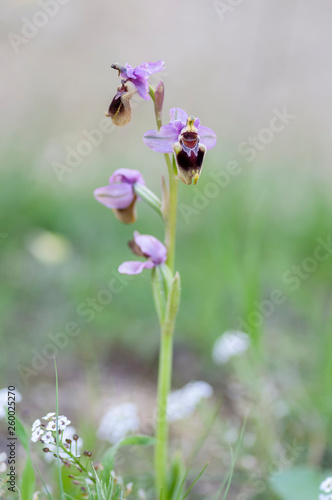 Ophrys apifera orchid