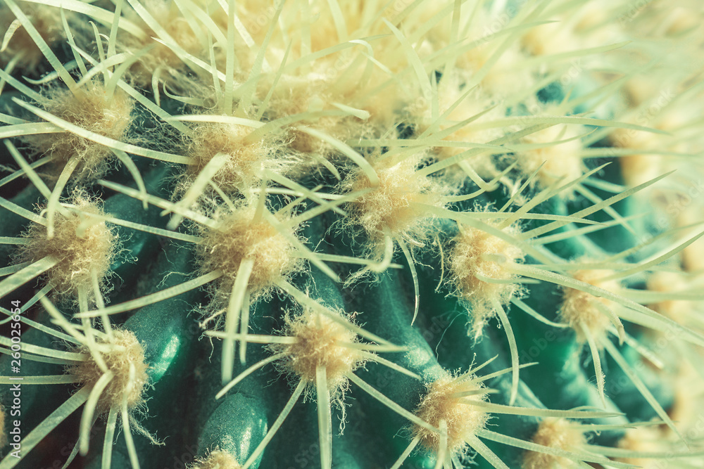 Macro view of green cactus with long spines as a background, Echinocactus type Macro view of green cactus with long spines as a background, Echinocactus type