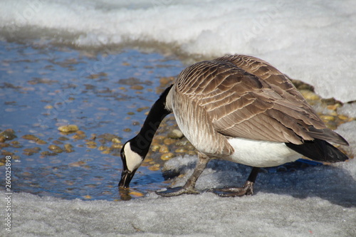 Goose At The Watering Hole, William Hawrelak Park, Edmonton, Alberta