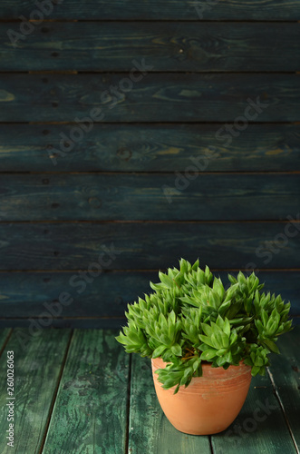 Green plant in a pot on green-blue wooden background