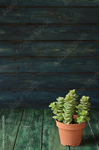 Succulent Crassula Perforata in a pot on wooden background