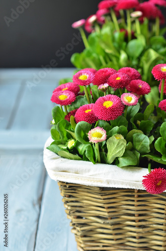 Red double daisy in basket on a light wooden background