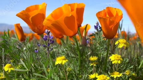 Wildflowers in meadow, orange poppy, blue lupine, and yellow goldfield lasthenia photo